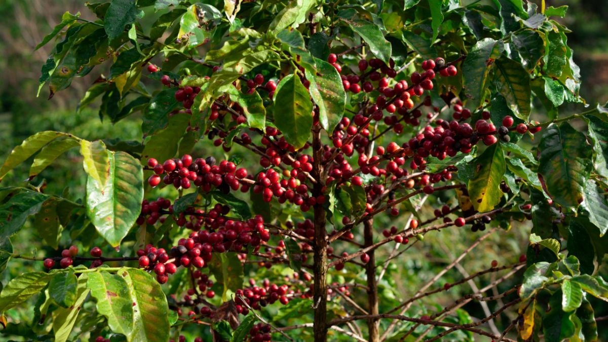 Ripe red coffee cherries on a coffee plant in Coorg