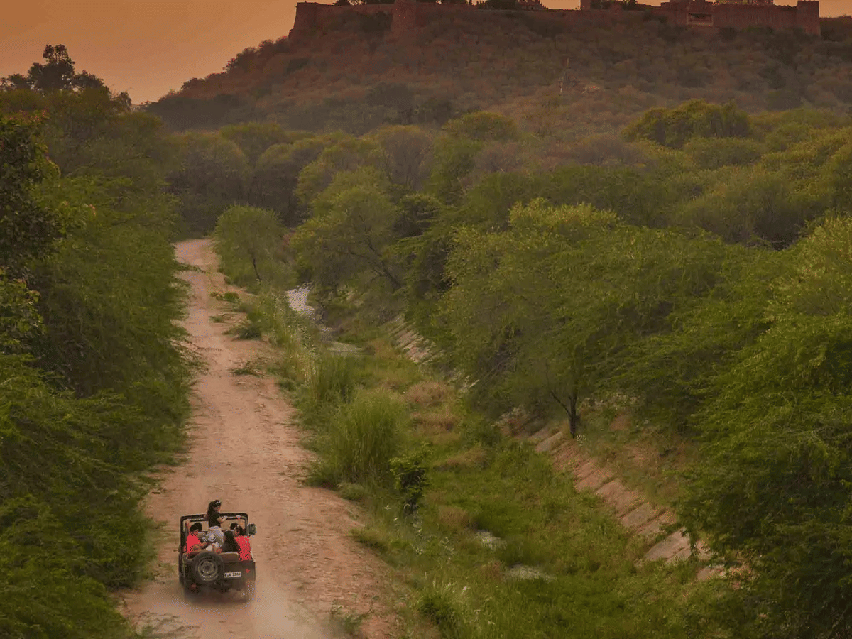 Safari jeep on a forest track at golden hour below a hilltop fort
