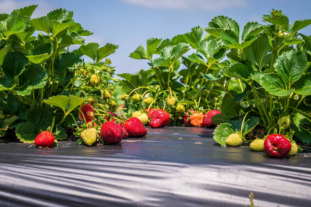 Ripe and unripe strawberries growing along a mulched row of strawberry plants