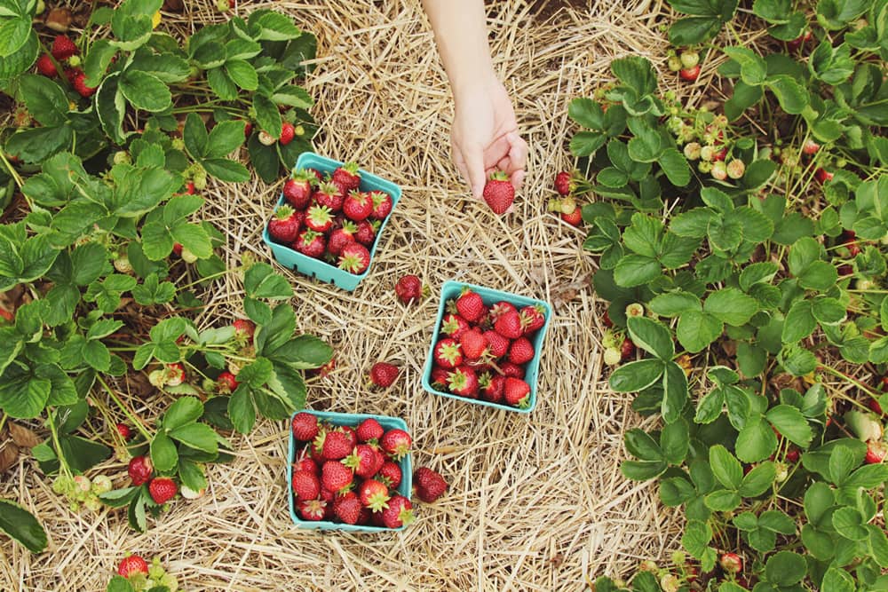 A hand picking ripe strawberries into punnets between rows of strawberry plants