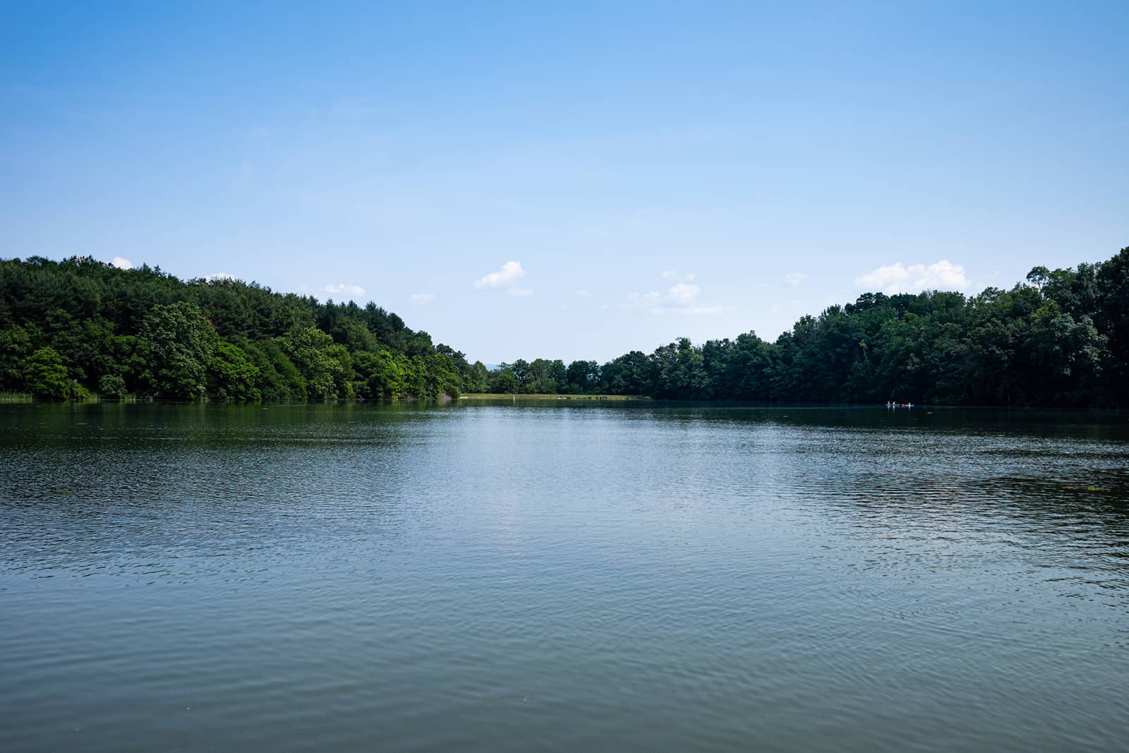 A calm lake surrounded by dense green trees