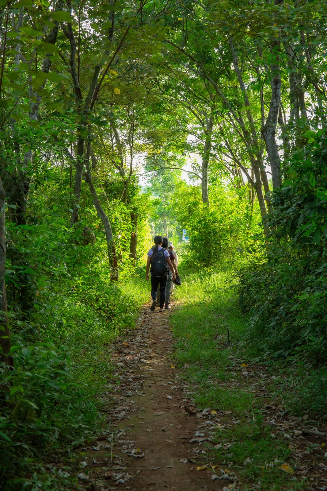 Two walkers on a leaf-strewn path through green woods
