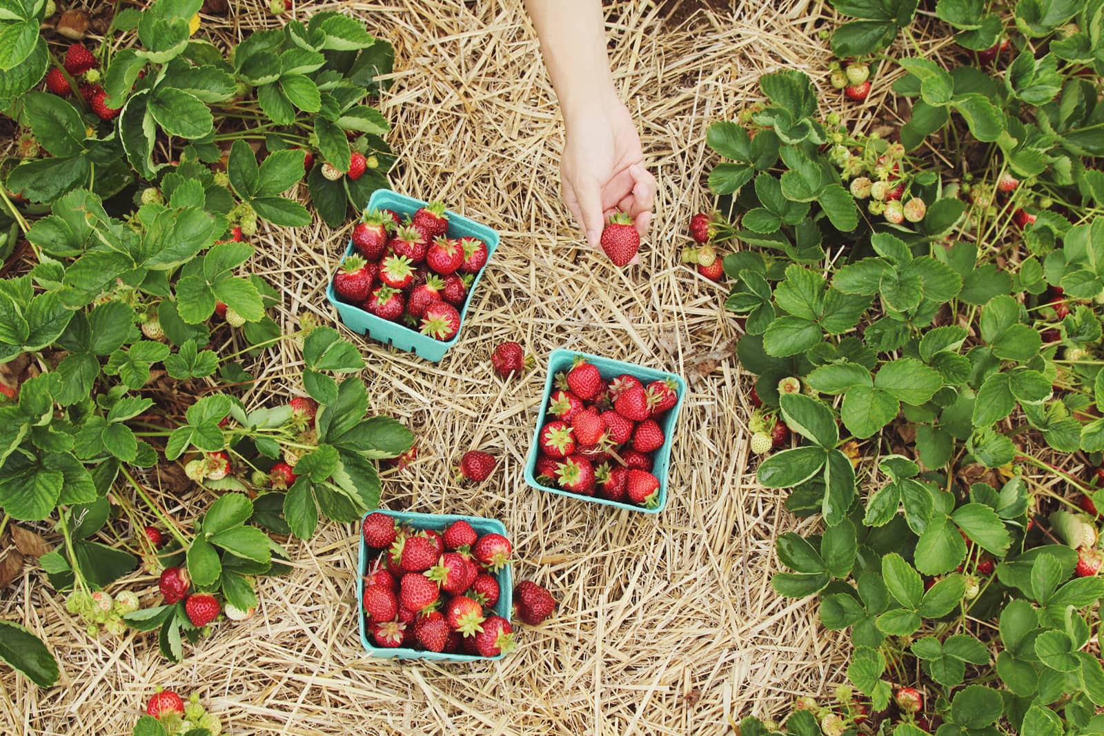 A hand picking ripe strawberries into punnets between rows of strawberry plants
