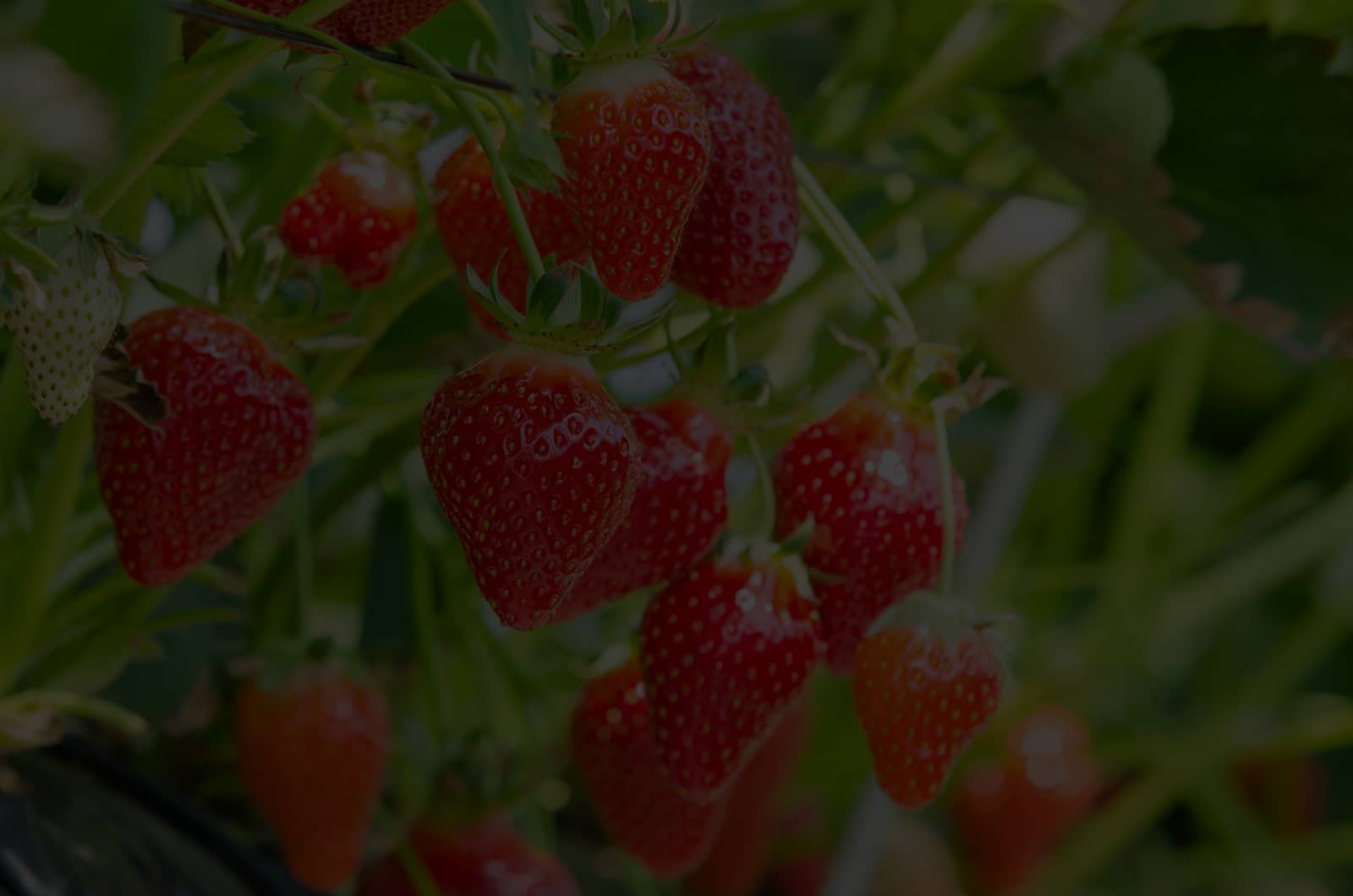 Ripe red strawberries hanging from the plant among green leaves