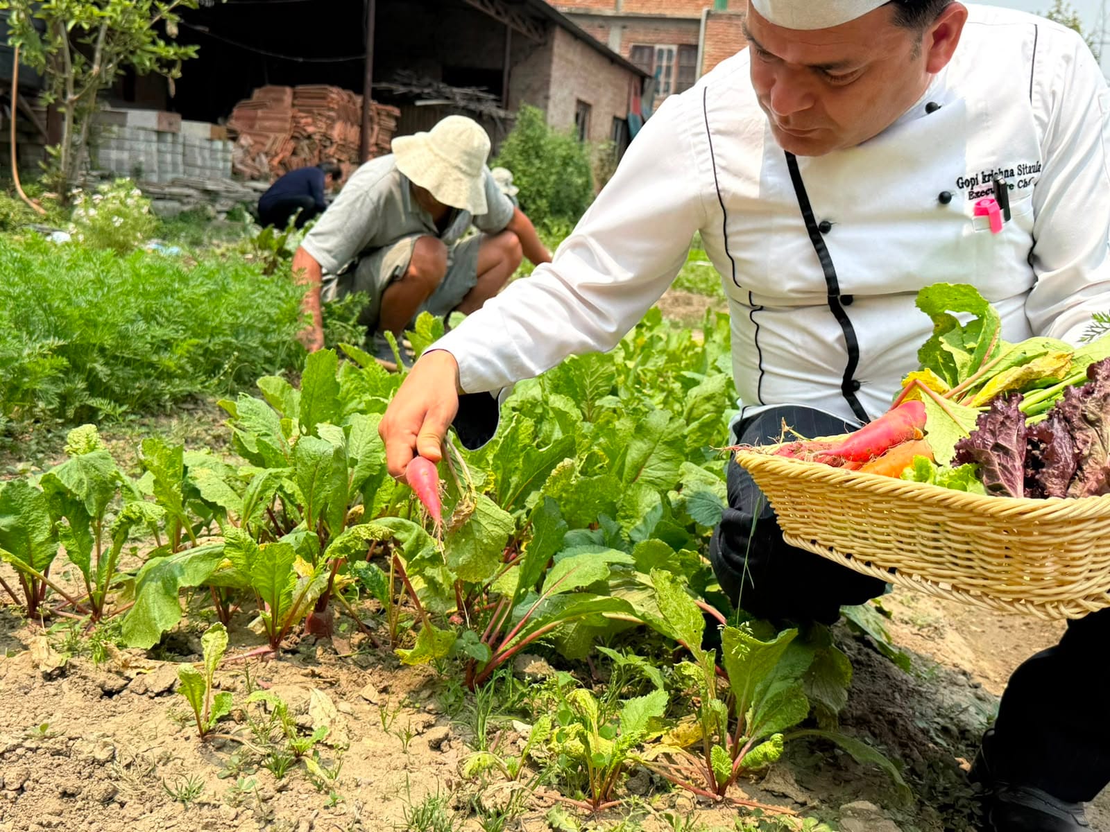 The chef picking greens by hand on the Nepali Ghar organic farm