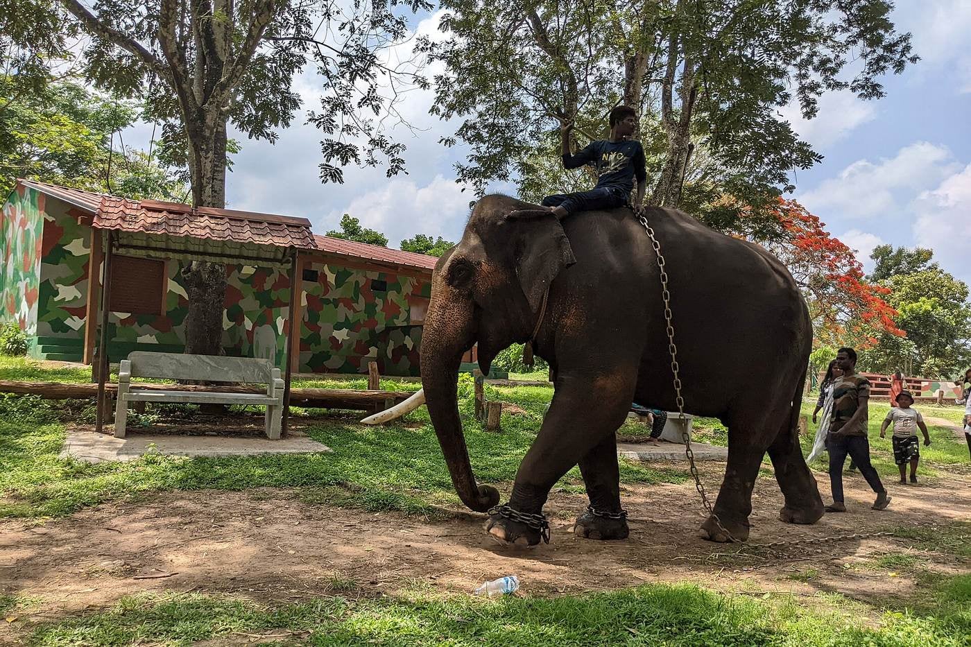 An elephant with a rider at Dubare Elephant Camp, one of the experiences near Kushalnagar