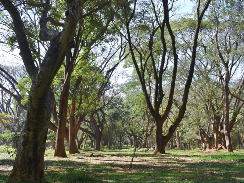 Cubbon Park, Bengaluru
