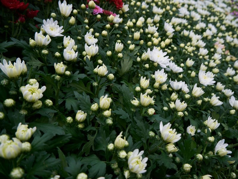 Lalbagh Botanical Garden, Bengaluru