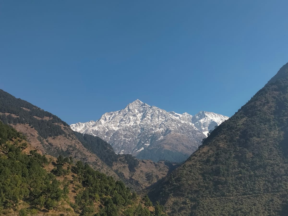 The snow-capped Dhauladhar peaks rising above the forested slopes at Naddi Viewpoint, close to White Panda Hotel Divine Peaks
