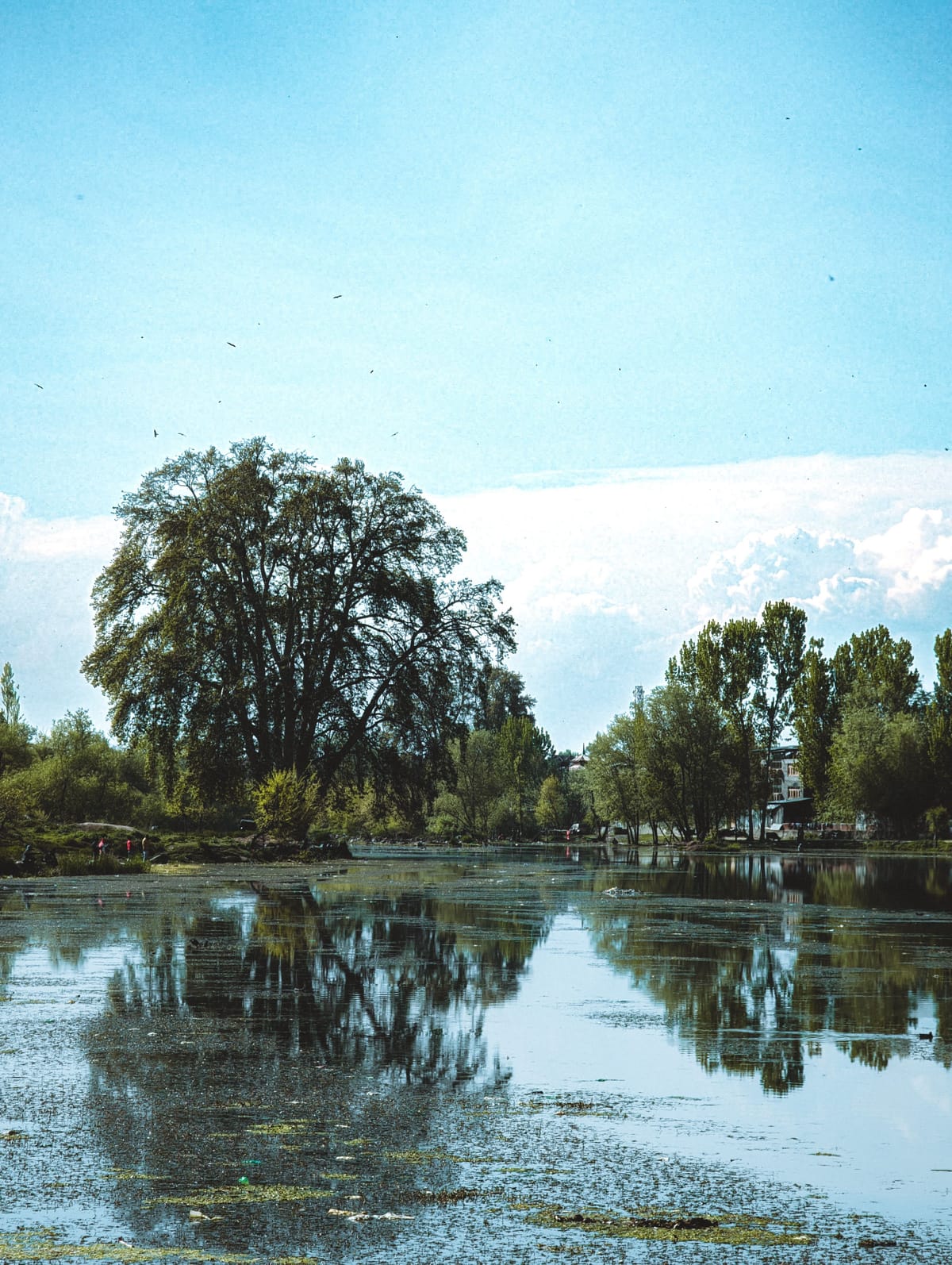 Dal Lake at Naddi above McLeod Ganj, its still water reflecting the deodar trees