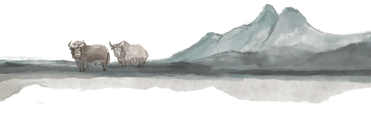 Yak illustration