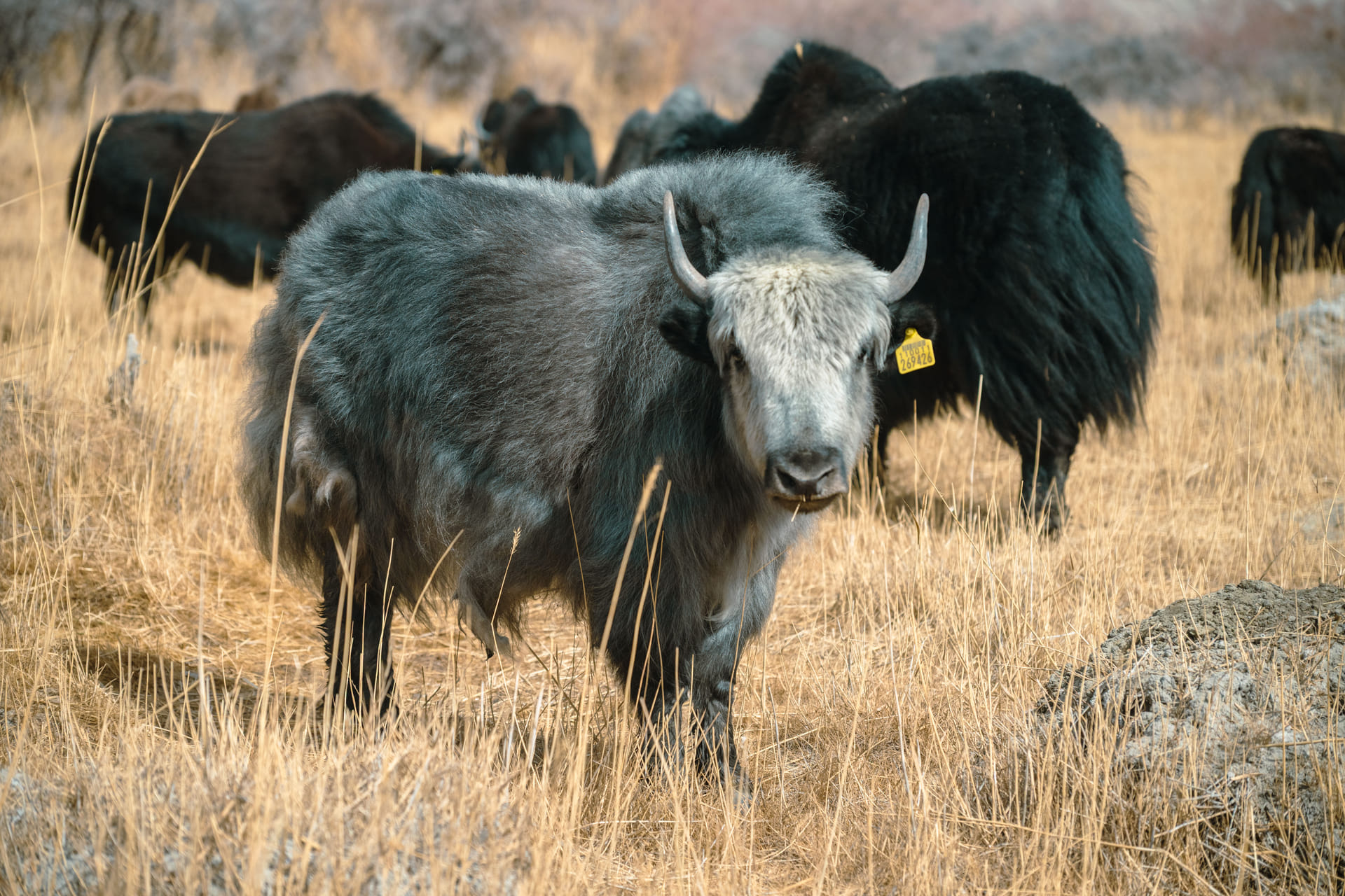 A pale Himalayan yak standing in golden winter grassland among a dark herd