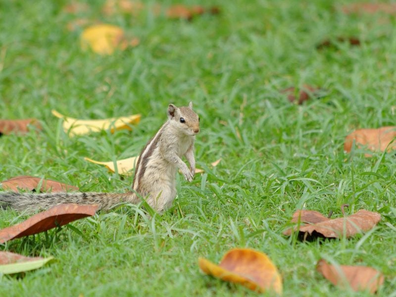 Leisure Valley Park, Gurugram
