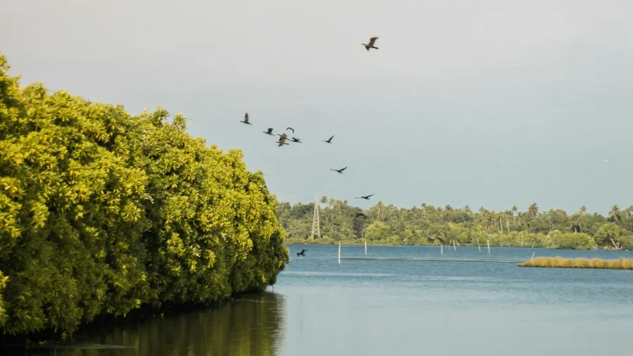 Kumbalanghi village houses and coconut palms along a still backwater channel, Kochi