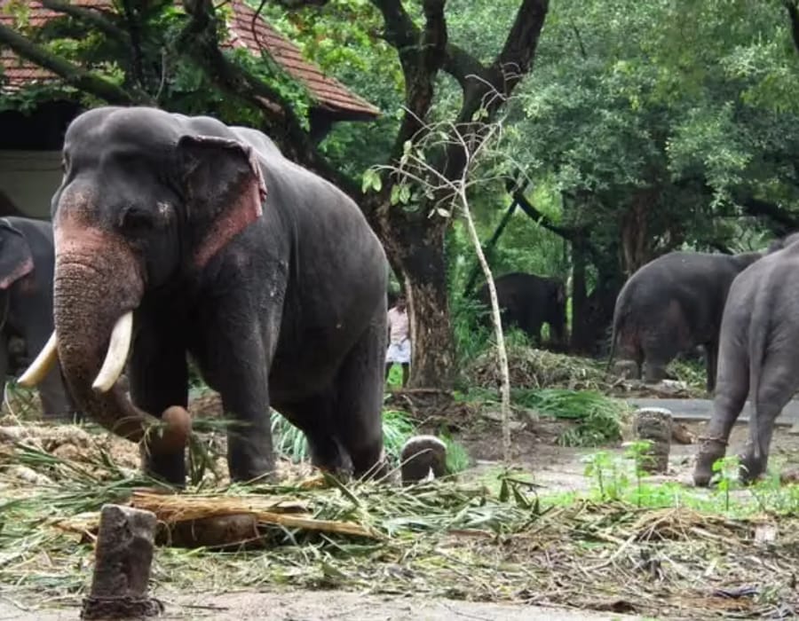Two elephants standing at the Periyar river's edge at the Kodanad elephant training centre, near Kochi