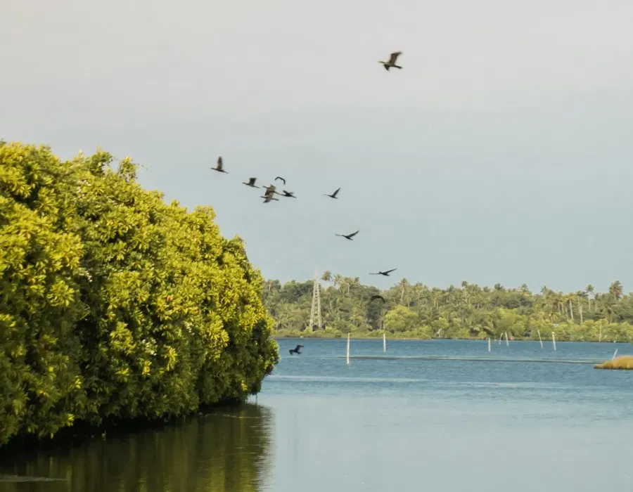 Kumbalanghi village houses and coconut palms along a still backwater channel, Kochi