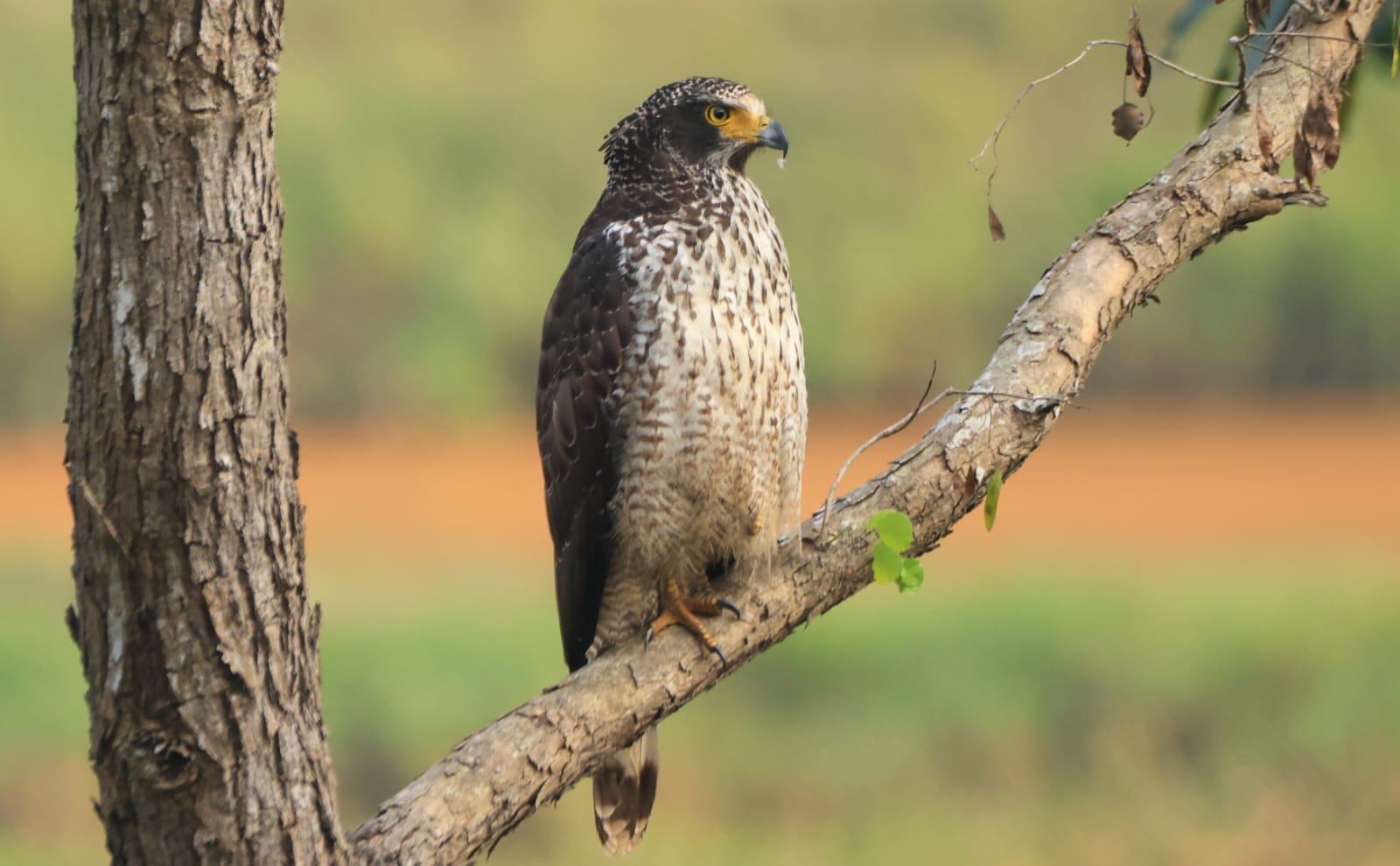 A crested serpent eagle perched on a bare limb above open grassland near Kathmandu, one of the birds spotted on a bird-watching trip from Nepali Ghar Hotel.