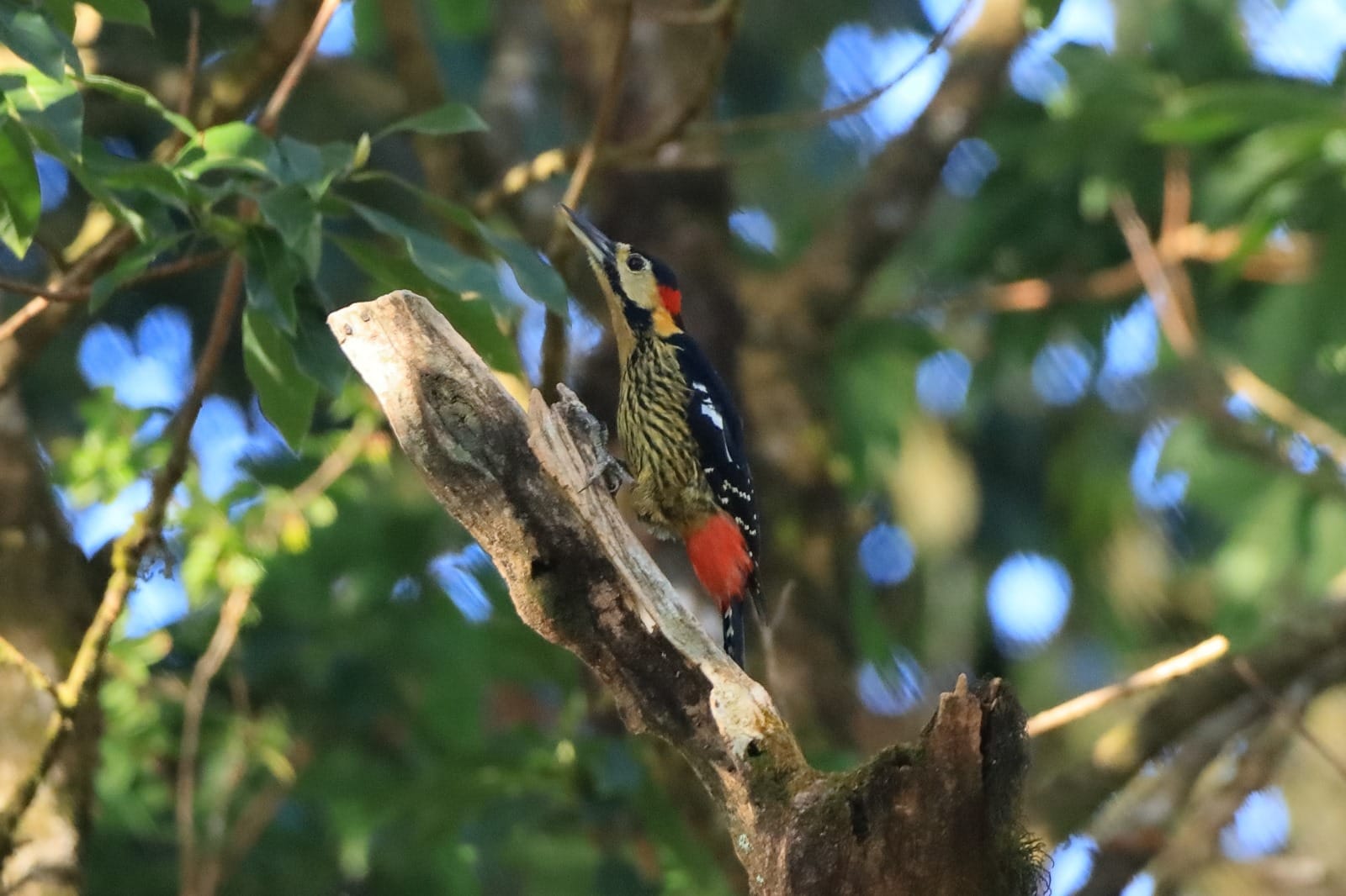 A flameback woodpecker with a crimson nape gripping a bare branch in the forest canopy, spotted on a guided bird-watching excursion from Nepali Ghar Hotel.