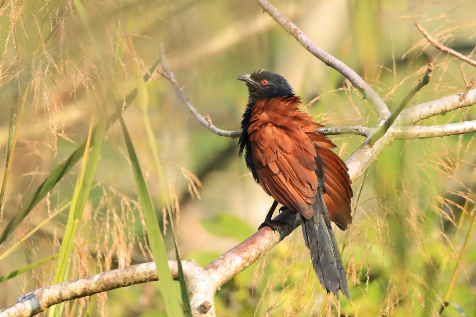 A greater coucal, chestnut-winged with a striking red eye, perched gently among tall reeds near Kathmandu, spotted on a guided bird walk from Nepali Ghar Hotel.