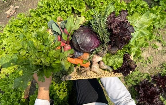 Hands carrying a tray of cabbage, carrots, radishes, ginger, and herbs across the lettuce beds of the organic farm that supplies Nepali Ghar Hotel's kitchen.