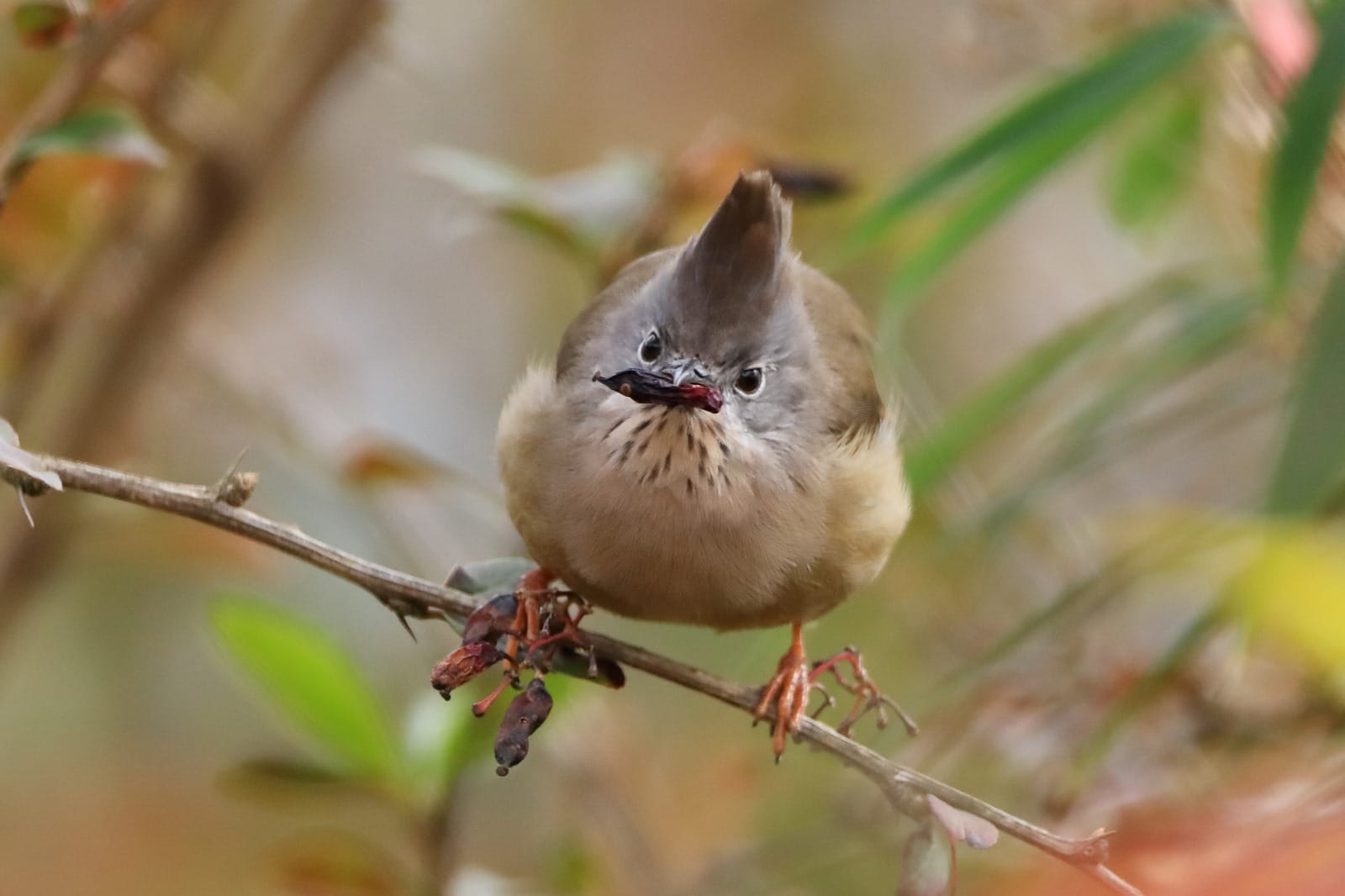 A whiskered yuhina with a streaked throat and a small crest, holding a berry on a thin branch near Kathmandu, spotted on a bird walk from Nepali Ghar Hotel.