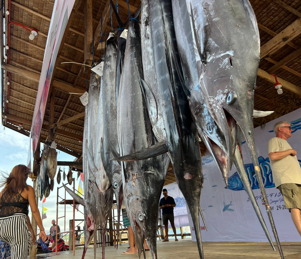 Large marlin and swordfish catches hung up for display under a thatched pavilion at a fishing competition in General Luna, Siargao