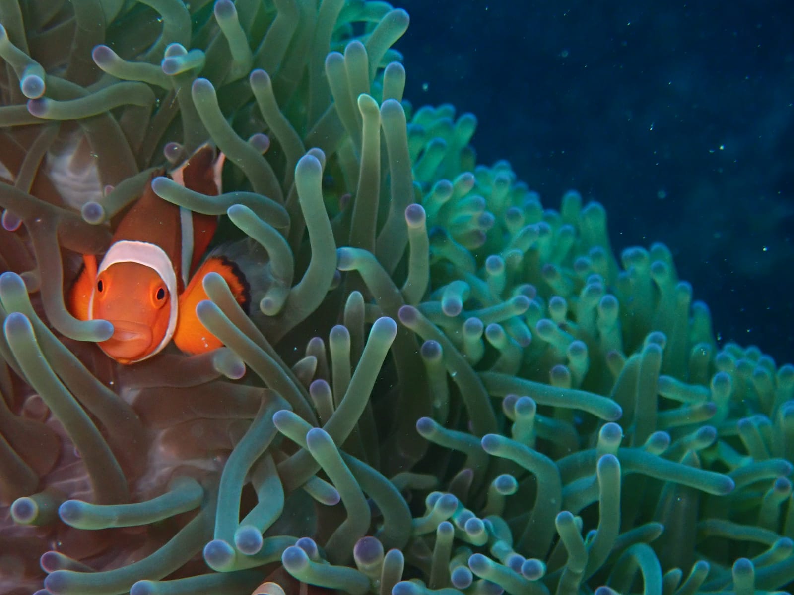 A bright orange clownfish peeks out from the swaying green tentacles of a sea anemone on a coral reef in the waters near Siargao