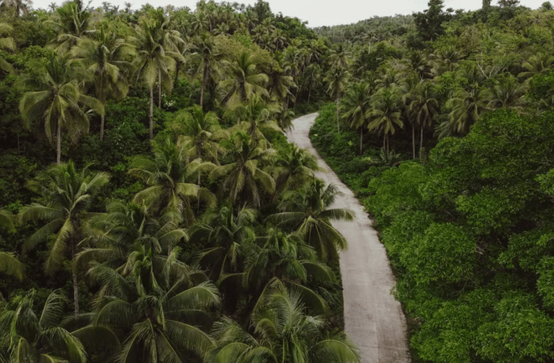 Aerial view of a narrow paved road curving through a dense coconut palm forest surrounded by lush green tropical island vegetation