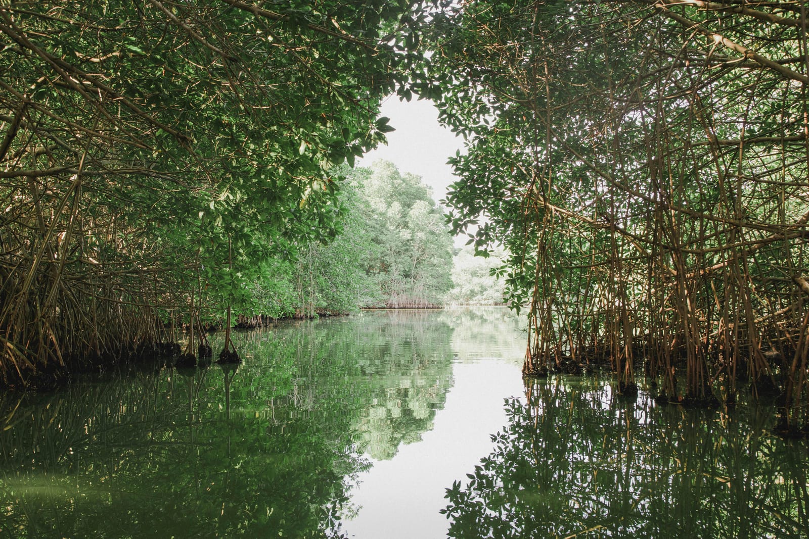 Mangrove Forest (~13 km)