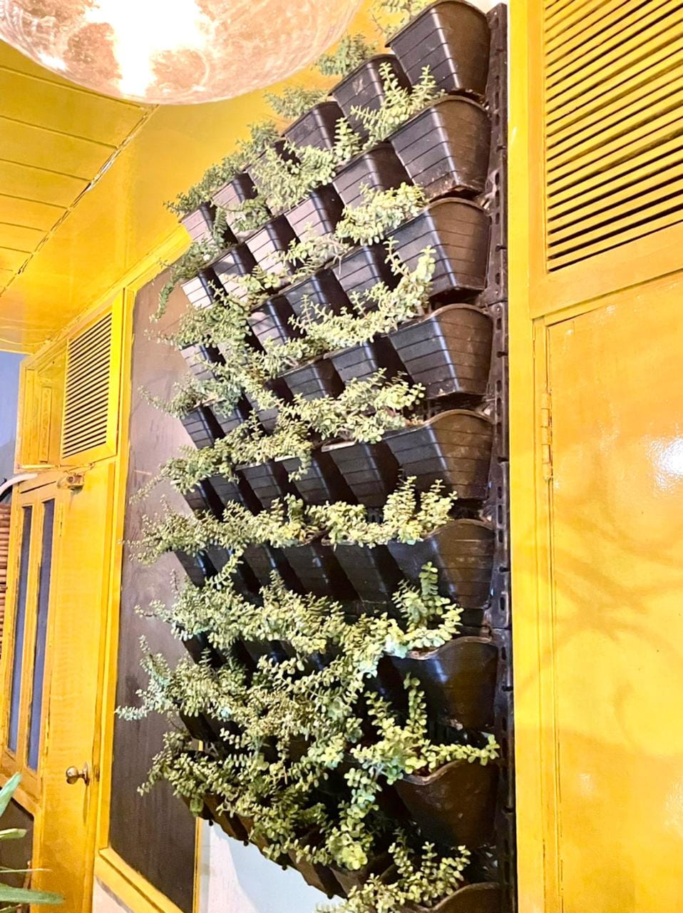 Vertical garden of potted plants on a yellow wall at Lime Tree, Greater Kailash-2