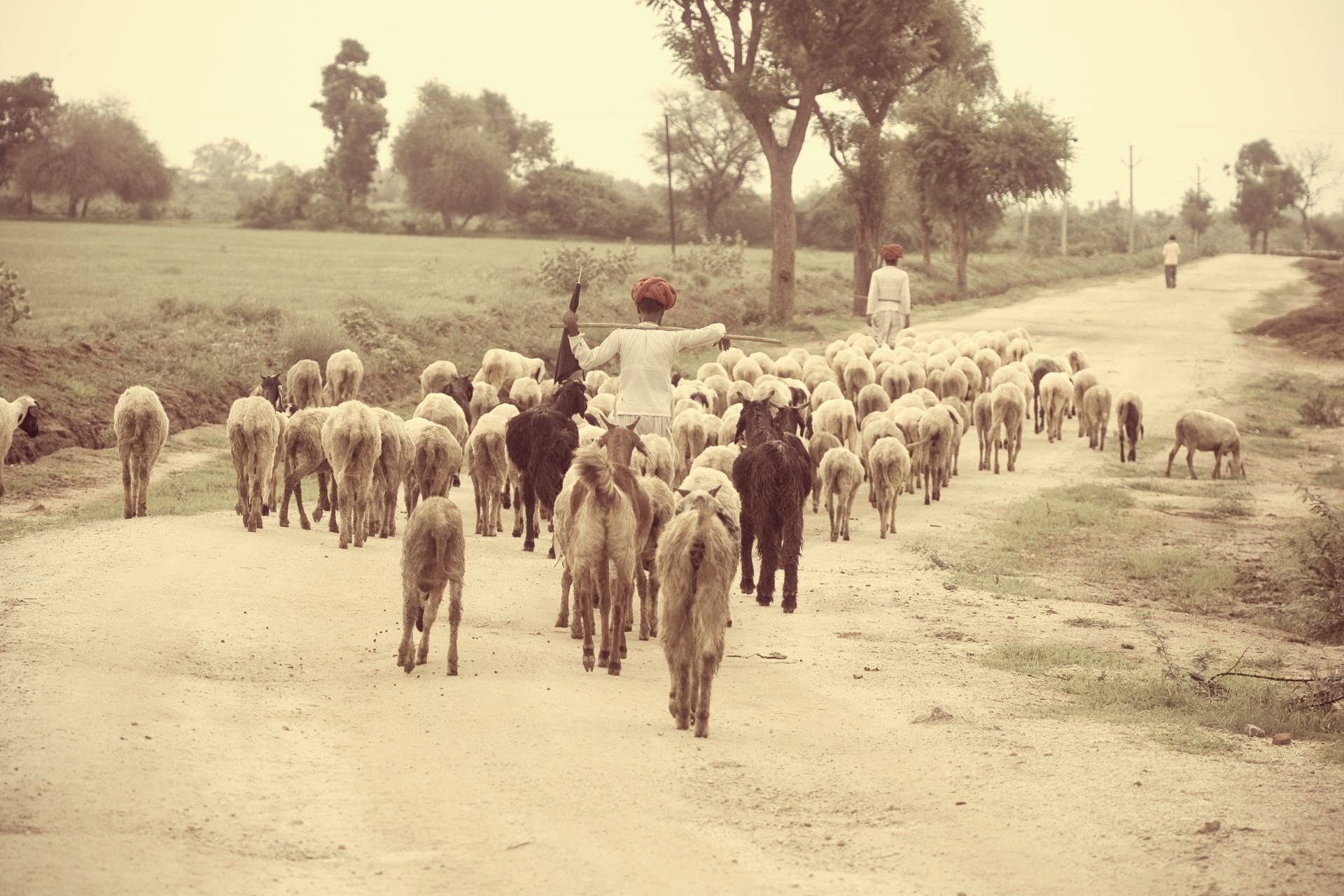Shepherd driving a flock of sheep and goats down a village dirt road (stock image)