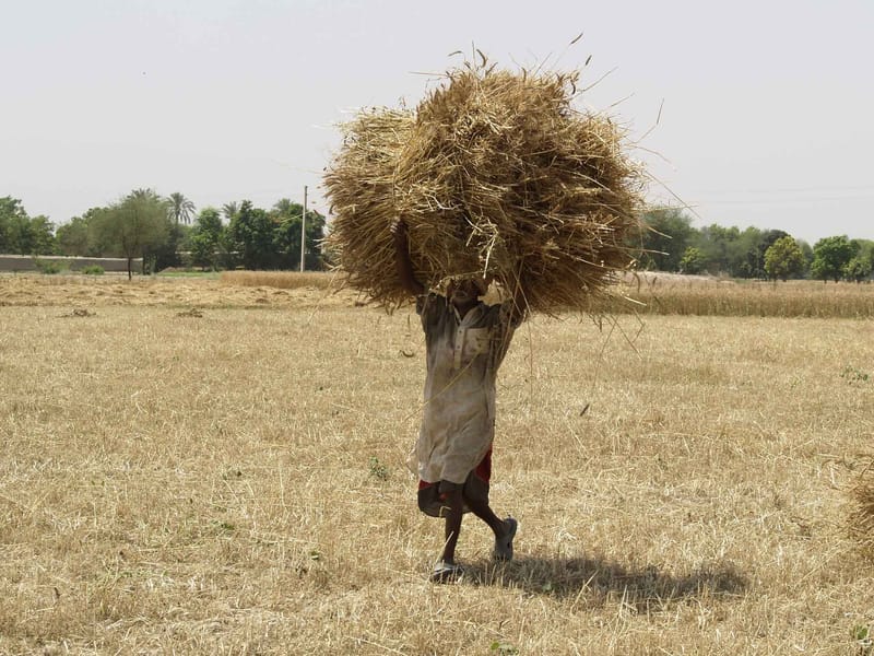 Farmer carrying a bundle of hay across a dry field (stock image)