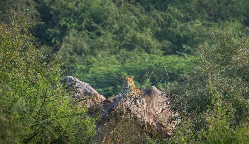 Leopard on a granite rock in green scrub (stock image)