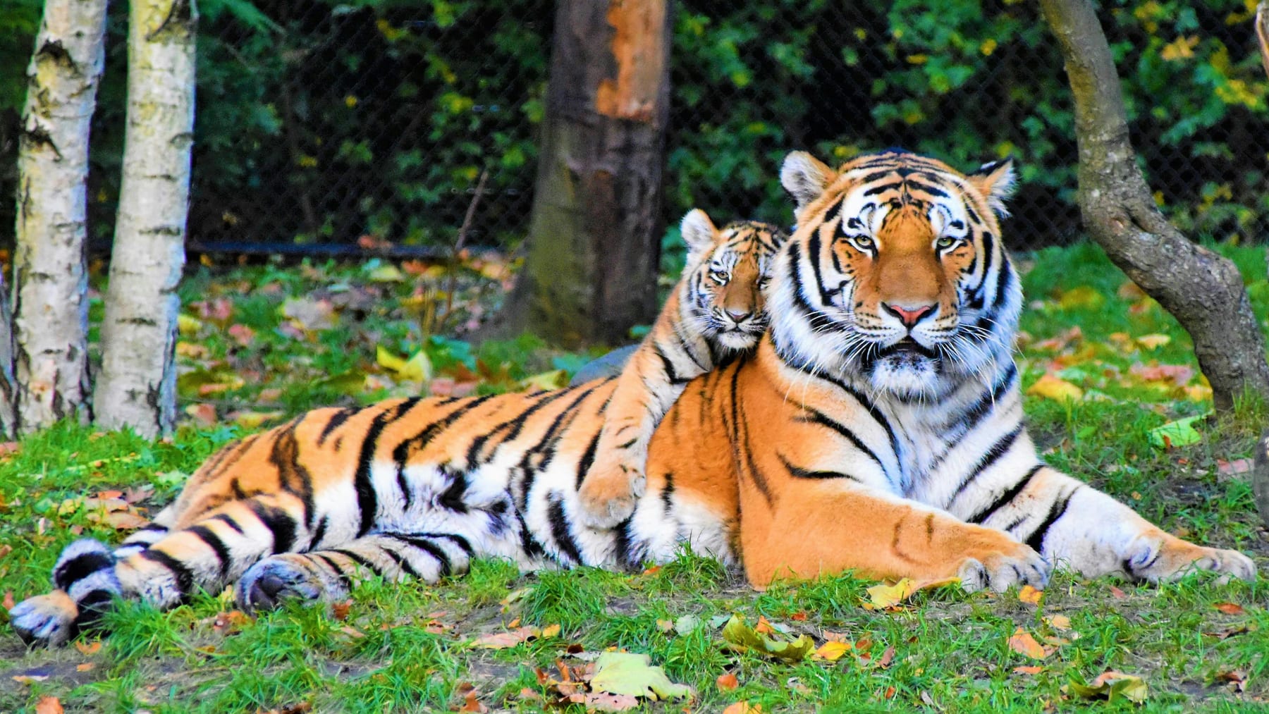 Tigress with cub in Jim Corbett National Park