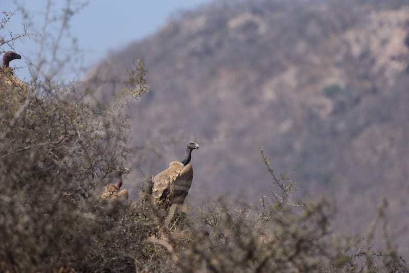 Indian vultures resting in daylight