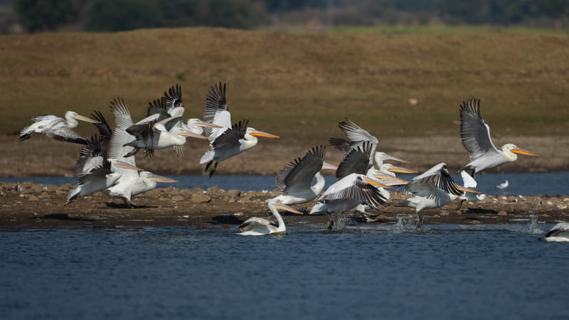 A group of birds near a lake