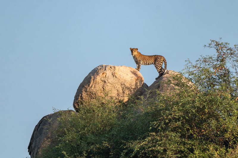 A leopard standing on a granite boulder against open sky