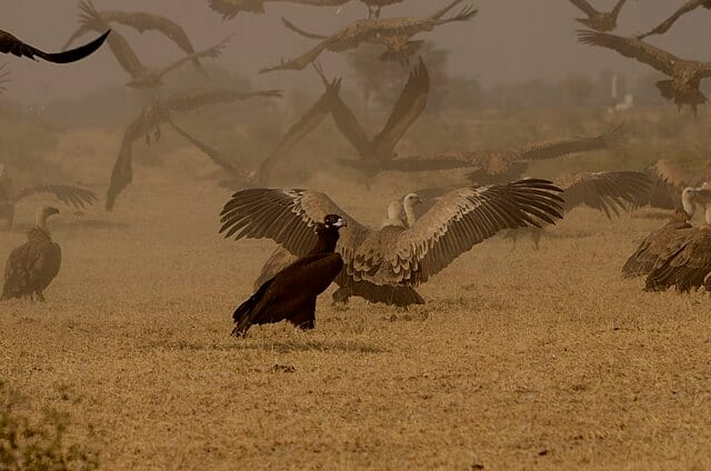 A picture featuring a few vultures on a sandy area, captured in day time