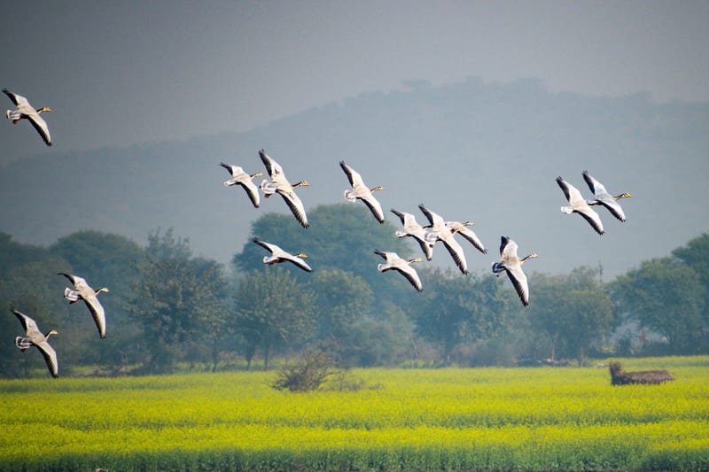 A picture featuring a few birds flyine, with trees and high grass in the background