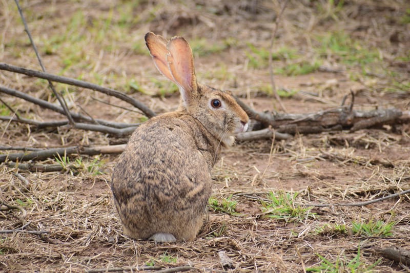 A picture featuring a rabbit resting on the ground with grass in the day time