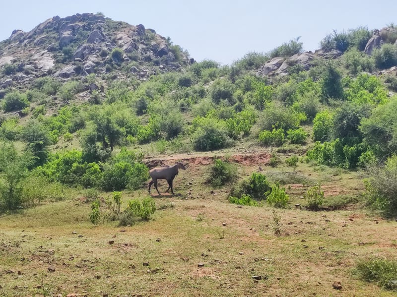 A nilgai grazing on open ground below the boulder ridges