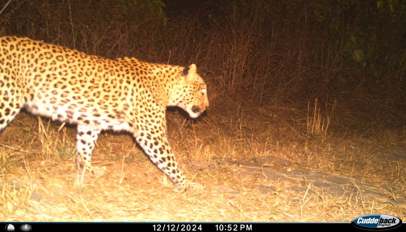 An Indian Leopard passing in its natural forest habitat in the night.