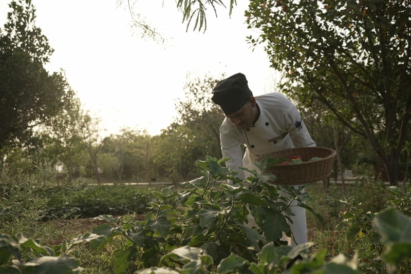 A chef picking produce in the camp kitchen garden