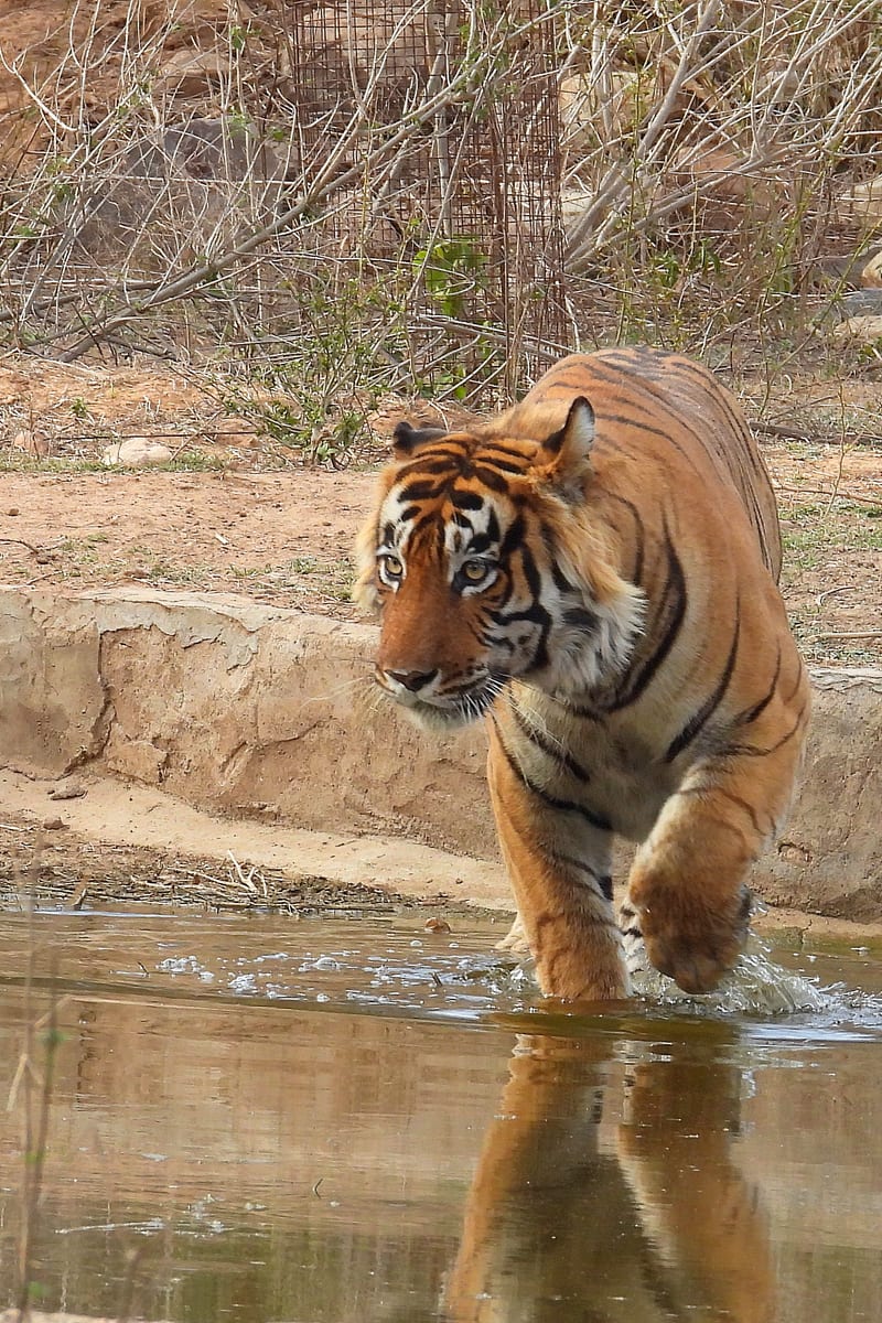 Close up of a tiger walking next to a waterbody with dry vegetation in the background.