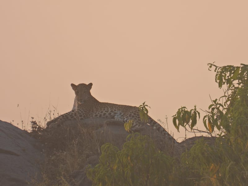 A majestic leopard rests atop a rock, basking in the golden glow of the setting sun