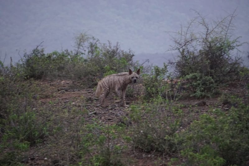 A Hyena sniffing the ground near bushes on a hillside at dusk with a misty background.