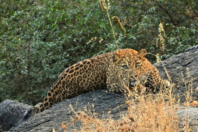 Leopard lying down on a rock, facing camera in the day light with vegetation around.