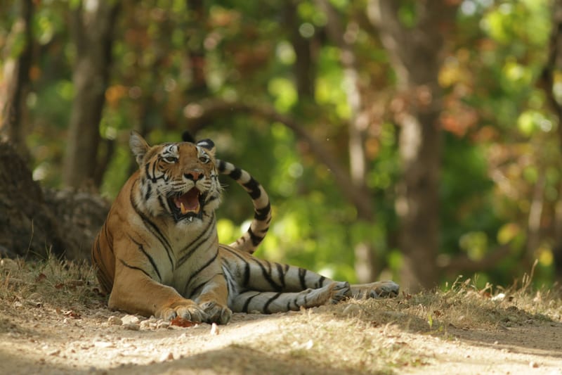 A tigress moving through dry grass
