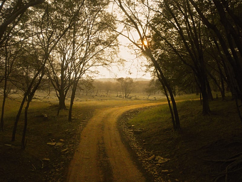 A winding dirt road cuts through a golden forest bathed in warm, soft sunlight at dusk.