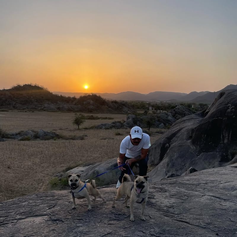 A person is taking 2 dogs on a walk with a backdrop of rugged hills and sunset at Utsav Camp, Sariska.